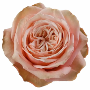 Rosa Kahala (25 Tallos)