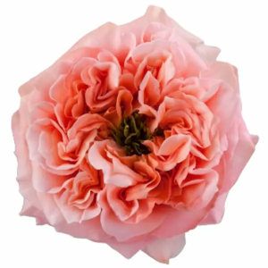 Rosa Mandarin X-pression (25 Tallos)