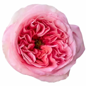 Rosa Pink X-pression (25 Tallos)