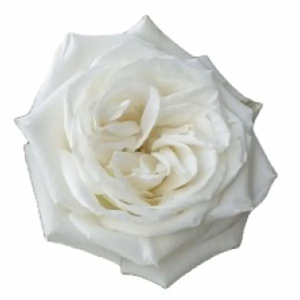 Rosa Playa Blanca (25 Tallos)