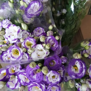 Lisianthus Bicolor Azul/Blanco (5 Tallos)