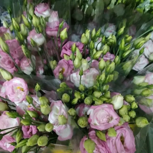 Lisianthus Bicolor Rosa/Blanco (5 Tallos)