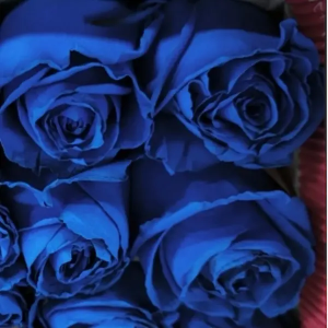 Rosa Azul (25 Tallos)