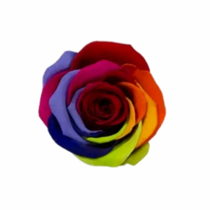 Rosa Rainbow (25 Tallos)