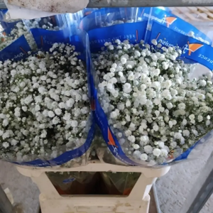 Paniculata Xlence 750gr Ecuador