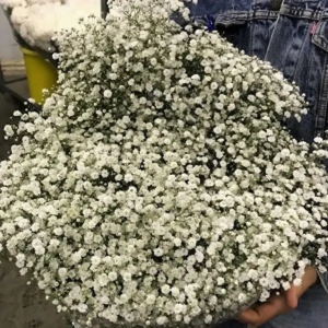 Paniculata Mirabella +750gr (25 Tallos)