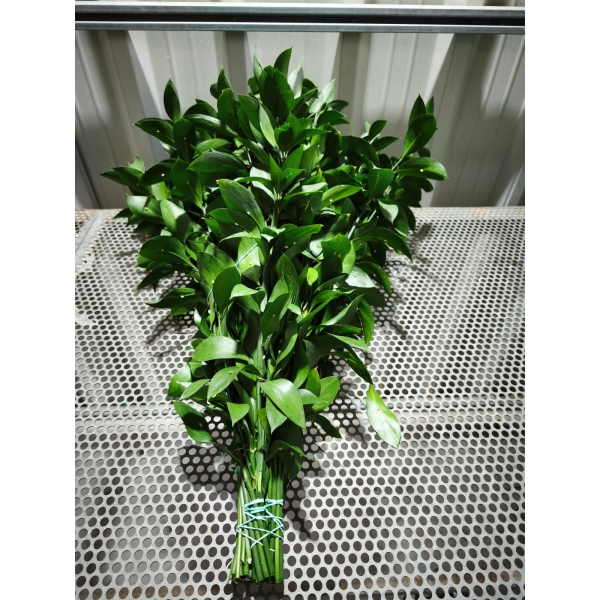 Ruscus 60 cm (50 Tallos) - Imagen 2