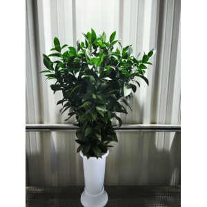 Ruscus 60 cm (50 Tallos)