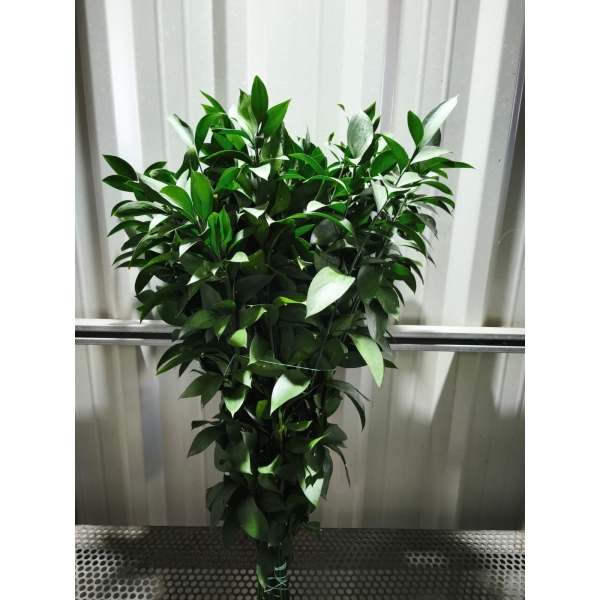 Ruscus 60 cm (50 Tallos) - Imagen 3