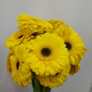 Gerbera Amarilla Nacional (20 Tallos)