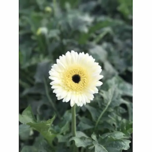 Gerbera Blanca Nacional (20 Tallos)