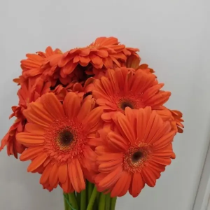 Gerbera Naranja Nacional (20 Tallos)