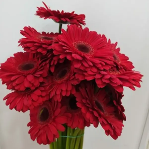 Gerbera Roja Nacional (20 Tallos)