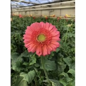 Gerbera Rosa Nacional (20 Tallos)