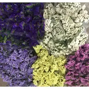Statice Unicolor Mixto 50/60 cm (5 Tallos) Statice Unicolor Mixto 50/60 cm (5 Tallos)
