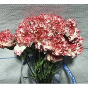 Clavel Colombiano Fancy Bicolor Peppermint (20 Tallos)