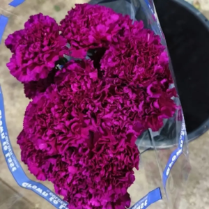 Clavel Colombiano Fancy Morado (20 Tallos)