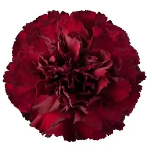 Clavel Colombiano Fancy Sangre Toro (20 Tallos)