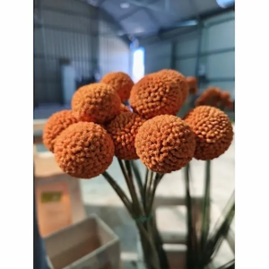 Craspedia Naranja Tintado (10 Tallos)