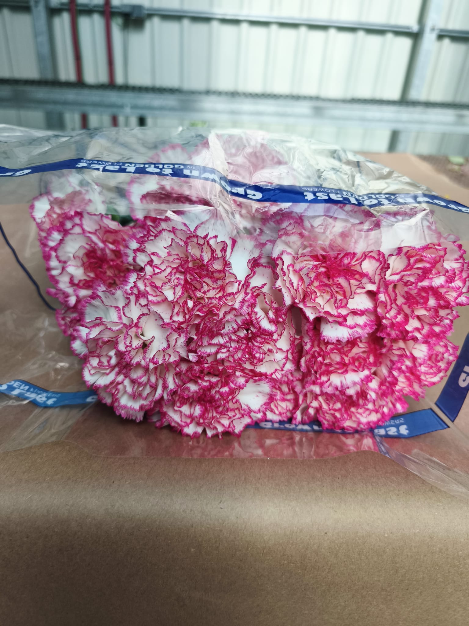 Clavel Colombiano Fancy Bicolor Komachi (20 Tallos) Clavel Colombiano Fancy Bicolor Komachi (20 Tallos) - Imagen 3