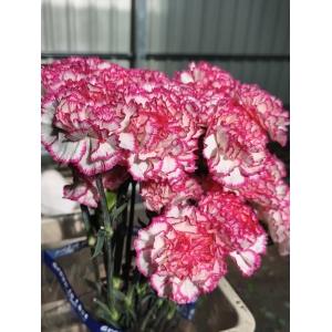 Clavel Colombiano Fancy Bicolor Komachi (20 Tallos) Clavel Colombiano Fancy Bicolor Komachi (20 Tallos)