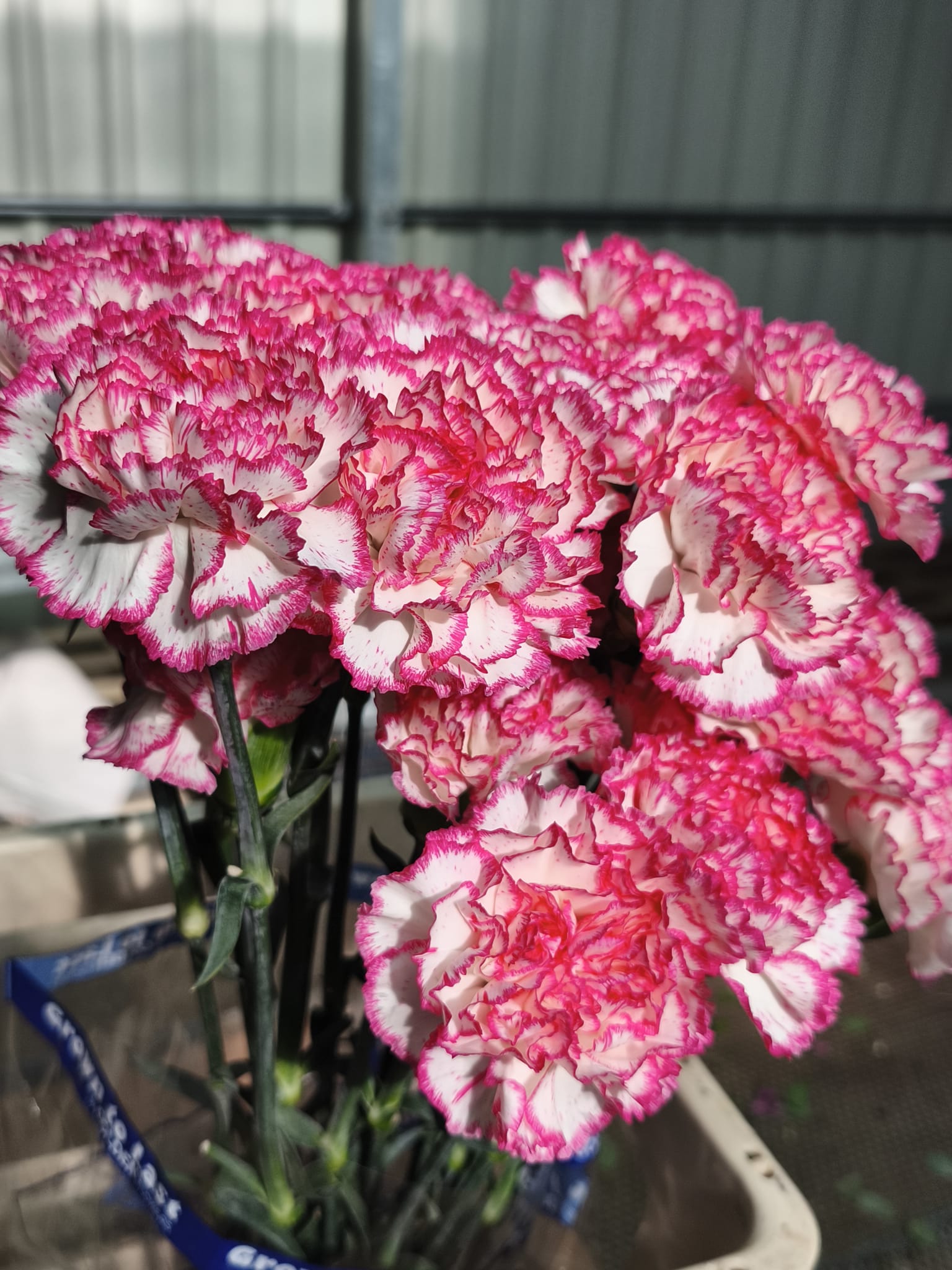 Clavel Colombiano Fancy Bicolor Komachi (20 Tallos) Clavel Colombiano Fancy Bicolor Komachi (20 Tallos)