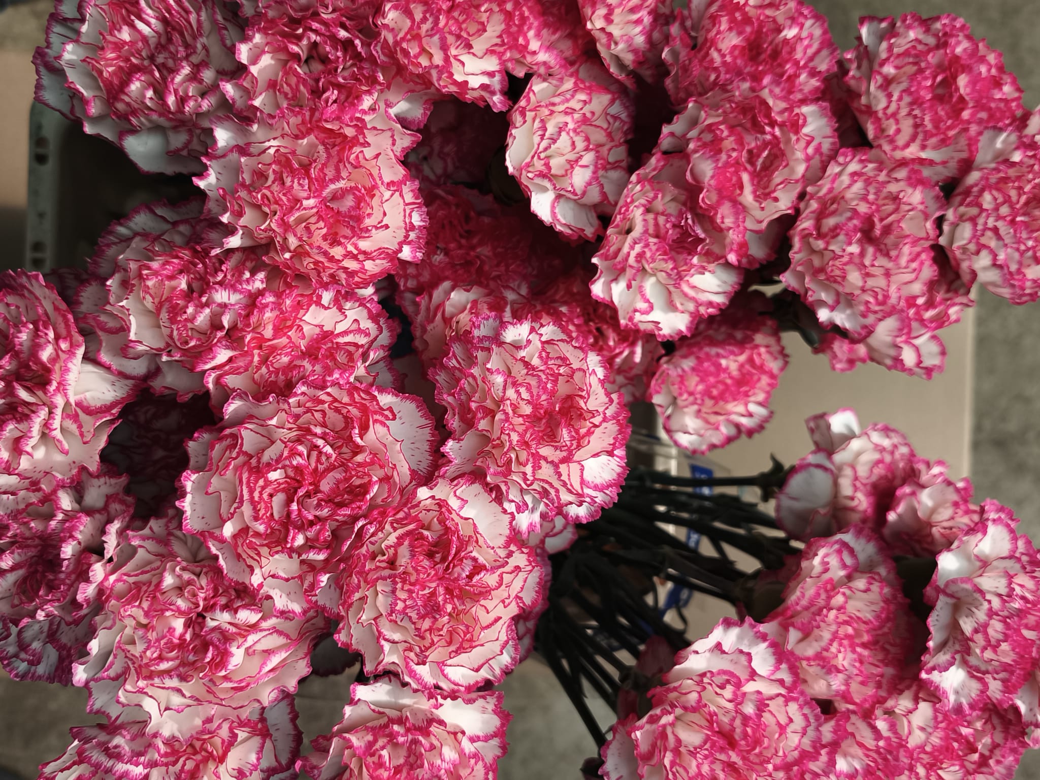 Clavel Colombiano Fancy Bicolor Komachi (20 Tallos) Clavel Colombiano Fancy Bicolor Komachi (20 Tallos) - Imagen 2