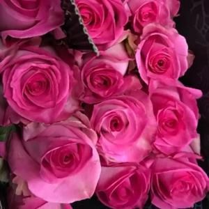 Rosa Ecuador Sweet Unique (25 Tallos)