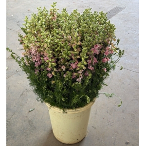 Espuela de Caballero Rosa 70cm *10 Tallos