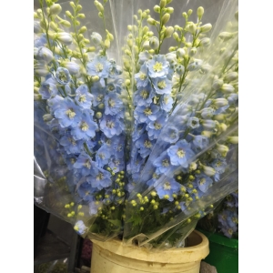 Delphinium Celeste 80cm *5 Tallos