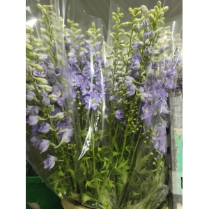 Delphinium Lavanda 80cm *5 Tallos