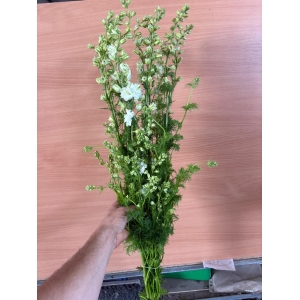 Espuela de Caballero Blanco 70cm *10 Tallos