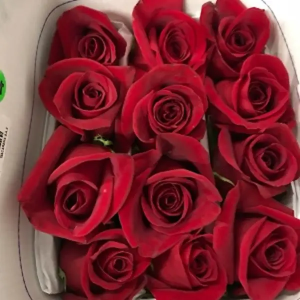 Pack Rosa Ecuador Freedom 60 cm (25 Tallos) ( Pack x 10 paquetes )