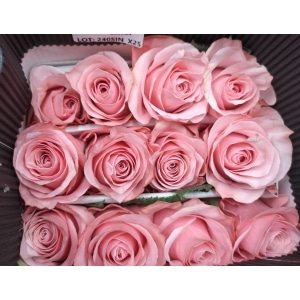 Rosa Ecuador Be Sweet (25 Tallos)