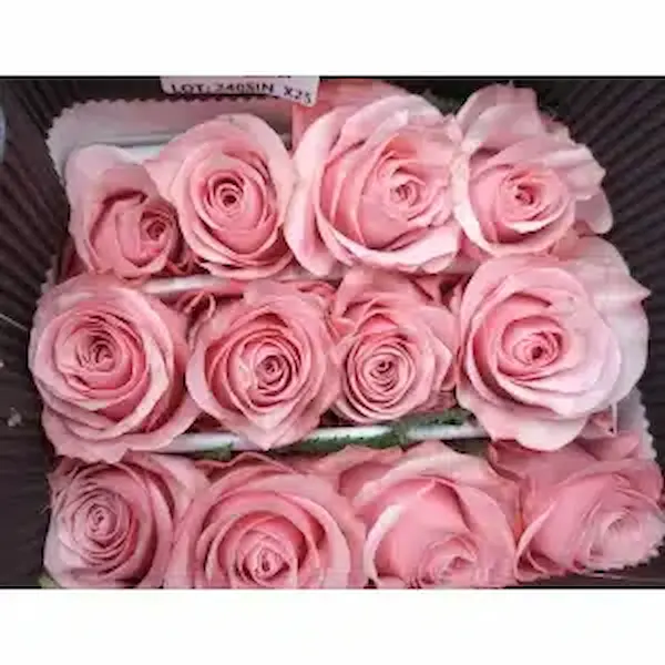 Rosa Ecuador Be Sweet (25 Tallos) Rosa Ecuador Be Sweet (25 Tallos)