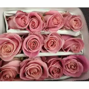 Rosa Ecuador Hermosa (25 Tallos)