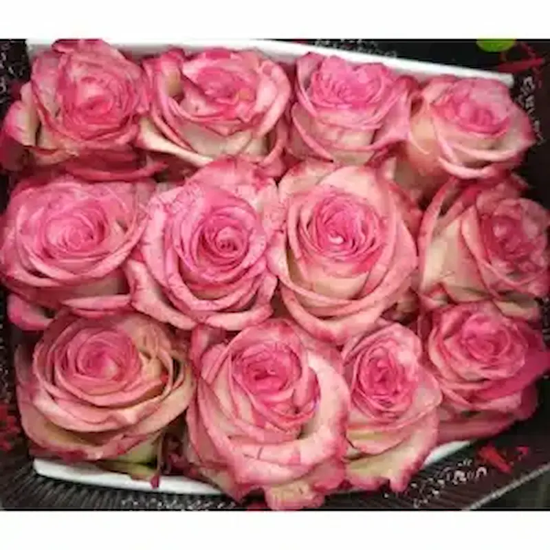 Rosa Ecuador Magic Times (25 Tallos) Rosa Ecuador Magic Times (25 Tallos)