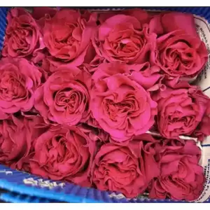Rosa Ecuador Hot Enigma (25 Tallos)