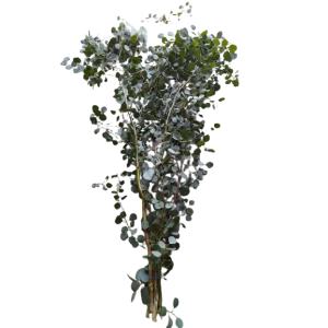 Eucalipto Populus XXL (14 Paquetes)