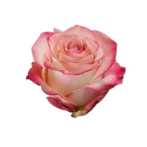 Rosa Ecuador Paloma (25 Tallos)