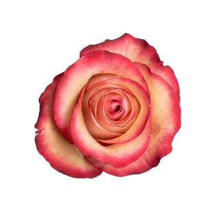 Rosa Vintage (25 Tallos)